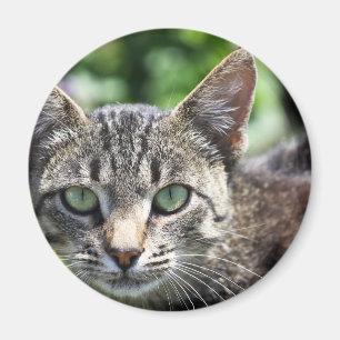 Graue Streifen-Katze mit grünen Augen Magnet