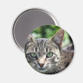 Graue Streifenkatze mit grünen Augen Magnet (Vorderseite/Rückseite)