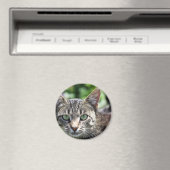 Graue Streifenkatze mit grünen Augen Magnet (In Situ (Geschirrspüler))