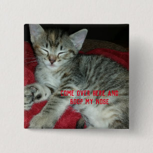 Graue Tabby-Kätzchen stupst meine Nase Button