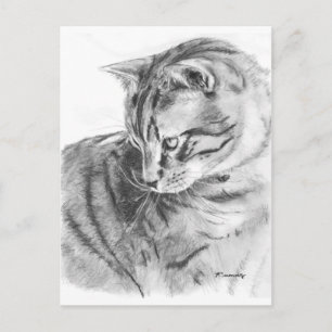 Graue Tabby-Katze, gezeichnet in Kohle Postkarte