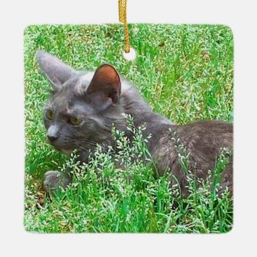 Graue Tortie Katze Keramikornament (Vorderseite)