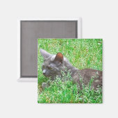 Graue Tortie Katze Magnet (Vorderseite/Rückseite)