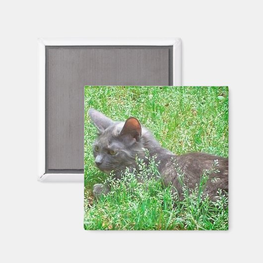 Graue Tortie Katze Magnet (Vorderseite/Rückseite)