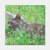 Graue Tortie Katze Magnet (Vorne)