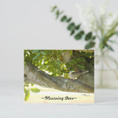 Graue Trauer Dove Vogel Postkarte (Stehend Vorderseite)