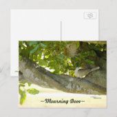 Graue Trauer Dove Vogel Postkarte (Vorne/Hinten)