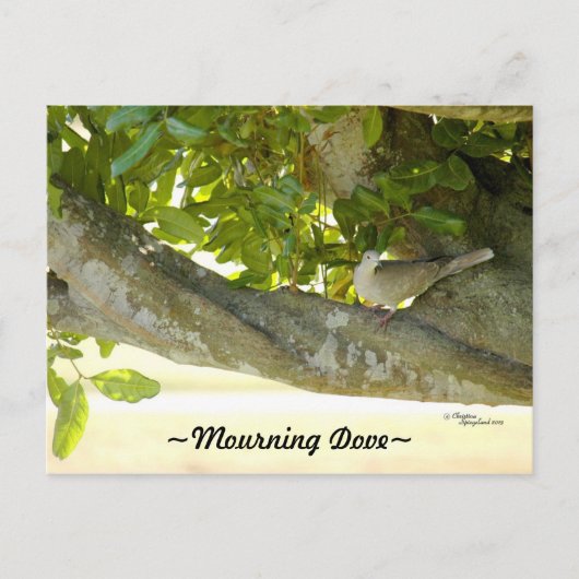 Graue Trauer Dove Vogel Postkarte (Vorderseite)