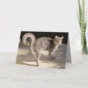GRAUE TÜRKISCHE KATZE KARTE