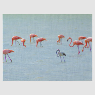 Graue und rosa Flamingomenge im See Seidenpapier