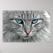Graue und schwarze Tabby Katze mit schönen blauen  Poster (Vorne)