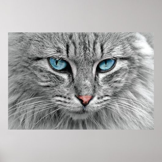 Graue und schwarze Tabby Katze mit schönen blauen  Poster (Vorne)