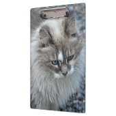 Graue und weiße flockige Katze Klemmbrett (Links)