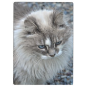 Graue und weiße flockige Katze Klemmbrett (Rückseite)
