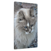 Graue und weiße flockige Katze Klemmbrett (Rechts)