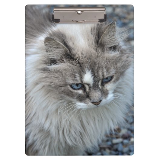 Graue und weiße flockige Katze Klemmbrett (Vorderseite)
