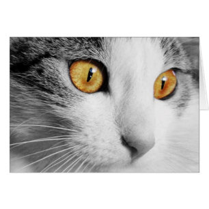 Graue und weiße Katze