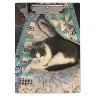 Graue und weiße Katze Klemmbrett