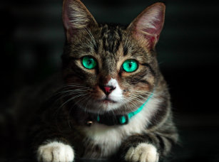 Weisse Katze Mit Blauen Augen Kuchenaccessoires Zazzle De