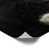 Graue und weiße Katze mit blauen Augen und Matchin Poster (Ecke)