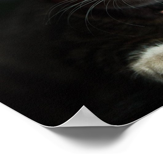 Graue und weiße Katze mit blauen Augen und Matchin Poster (Ecke)