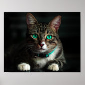 Graue und weiße Katze mit blauen Augen und Matchin Poster (Vorne)