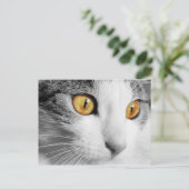 Graue und weiße Katze Postkarte (Stehend Vorderseite)