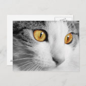 Graue und weiße Katze Postkarte (Vorne/Hinten)