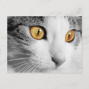 Graue und weiße Katze Postkarte