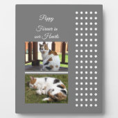 Graue und weiße Katze zur Erinnerung an Haustiere Fotoplatte (Vorderseite)