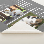 Graue und weiße Katze zur Erinnerung an Haustiere Sherpadecke (3/4)