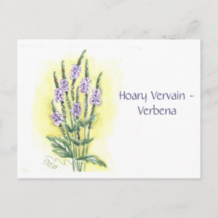 Graue Verbena-Eisenkraut-Postkarte Postkarte