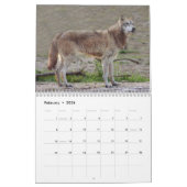 Graue Wolf-Kalender, graue Wölfe Kalender (Feb 2026)