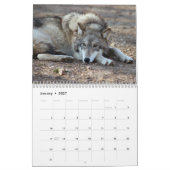 Graue Wolf-Kalender, graue Wölfe Kalender (Jan 2027)