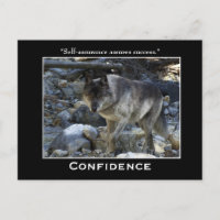 Graue Wolf Motivierend Postkarten