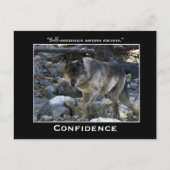 Graue Wolf Motivierend Postkarten (Vorderseite)