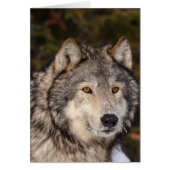 Graue Wolf Note Card (Vorne)