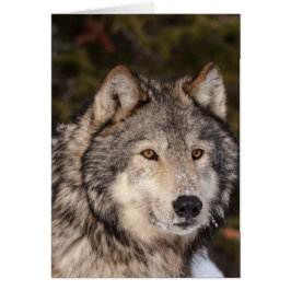 Graue Wolf Note Card