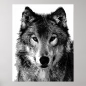Graue Wolf Poster Print (Vorne)