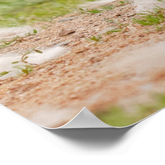 Graue Wolf Pups Wresting Poster (Ecke)