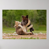 Graue Wolf Pups Wresting Poster (Vorne)