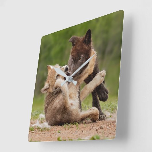 Graue Wolf Pups Wresting Quadratische Wanduhr (Winkel)