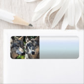 Graue Wölfe in der Wildnis (Insitu)