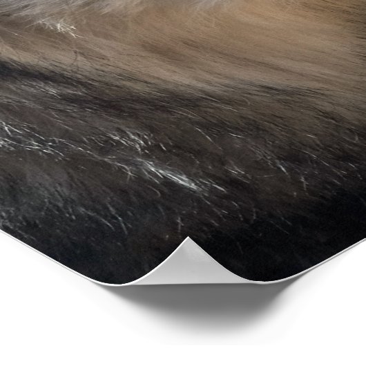 Graue Wölfe in der Wildnis Poster (Ecke)