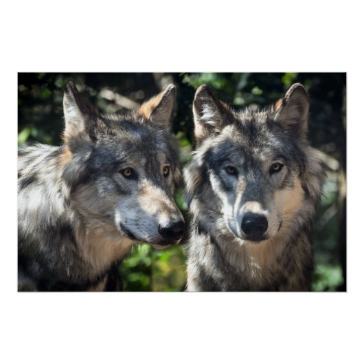 Graue Wölfe in der Wildnis Poster (Vorderseite)