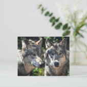 Graue Wölfe in der Wildnis Postkarte (Stehend Vorderseite)