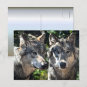 Graue Wölfe in der Wildnis Postkarte (Vorne/Hinten)