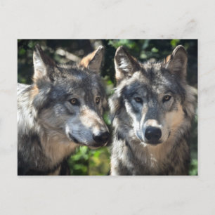 Graue Wölfe in der Wildnis Postkarte