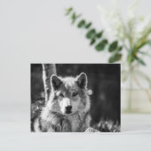 Graue Wolfsbüste in Schwarz/Weiß Postkarte (Stehend Vorderseite)