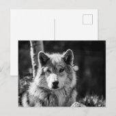 Graue Wolfsbüste in Schwarz/Weiß Postkarte (Vorne/Hinten)